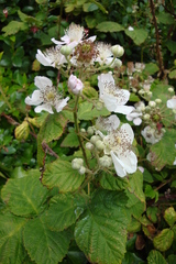 Rubus armeniacus