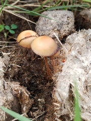Agrocybe pediades