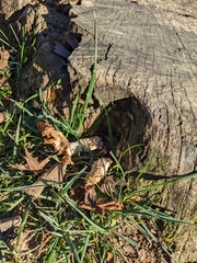 Turbinellus floccosus