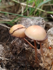 Agrocybe pediades