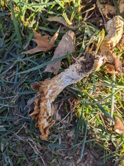 Turbinellus floccosus