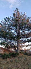 Pinus nigra laricio