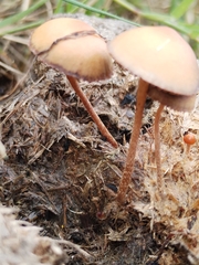 Agrocybe pediades