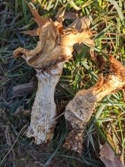 Turbinellus floccosus