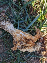 Turbinellus floccosus