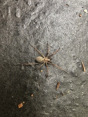 Eratigena