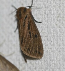 Ardices curvata