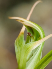 Pterostylis montana