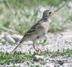 Anthus spragueii