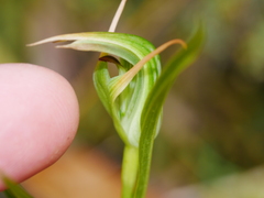 Pterostylis montana