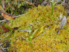 Pterostylis montana