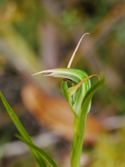 Pterostylis montana