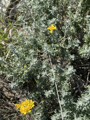 Eriophyllum confertiflorum
