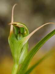 Pterostylis montana