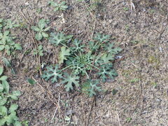 Callirhoe involucrata