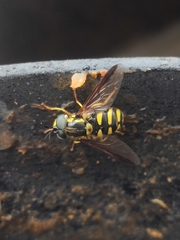 Chrysotoxum intermedium