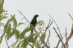 Crypsirina temia
