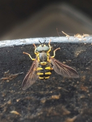 Chrysotoxum intermedium