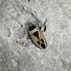 Xanthochilus saturnius