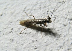 Mantoida