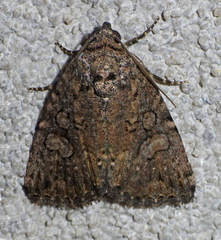Diastema chuza