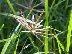 Chloris × subdolichostachya