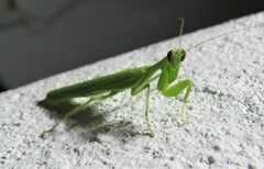 Photiomantis