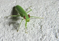 Photiomantis