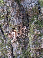 Aleurodiscus oakesii