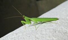 Photiomantis