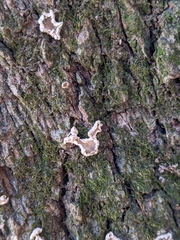 Aleurodiscus oakesii