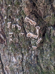 Aleurodiscus oakesii