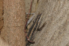 Trachylepis spilogaster