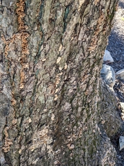 Aleurodiscus oakesii