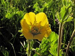 Geum montanum