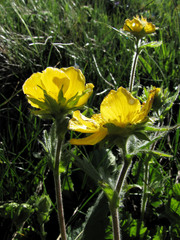 Geum montanum