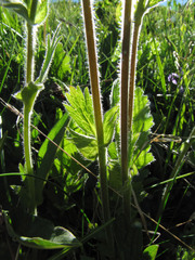 Geum montanum