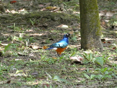 Lamprotornis superbus