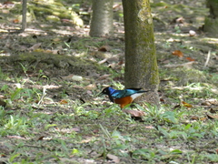 Lamprotornis superbus