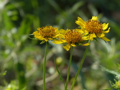 Verbesina encelioides