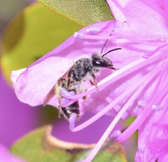 Andrena rufosignata