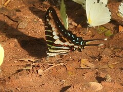 Graphium policenes