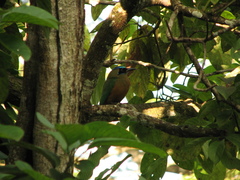 Momotus subrufescens