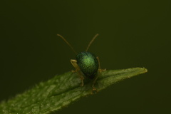 Eumolpinae