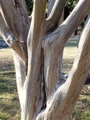 Lagerstroemia indica