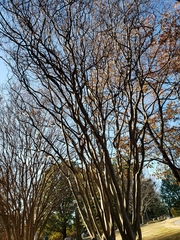 Lagerstroemia indica