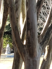 Lagerstroemia indica