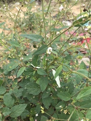 Boerhavia