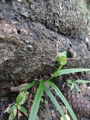 Pterostylis banksii