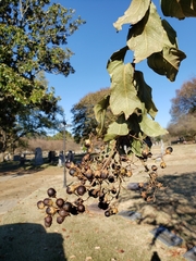 Lagerstroemia indica